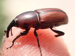 Sphenophorus simplex
