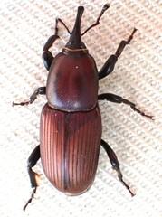 Sphenophorus simplex