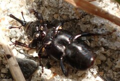 Sphenophorus simplex