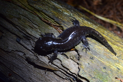 Ambystoma talpoideum