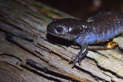 Ambystoma talpoideum