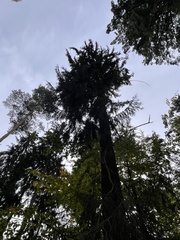 Abies alba