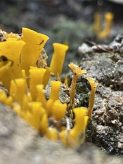 Craterellus aureus