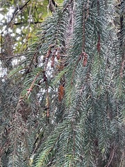 Abies alba