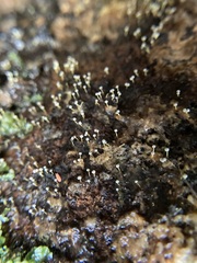 Physarum globuliferum