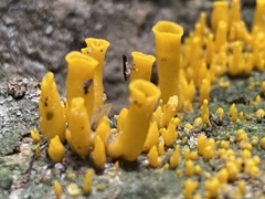 Craterellus aureus