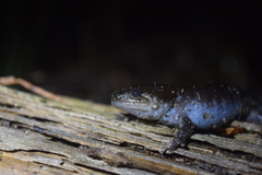Ambystoma talpoideum