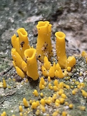 Craterellus aureus