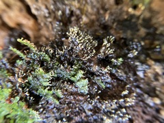 Physarum globuliferum