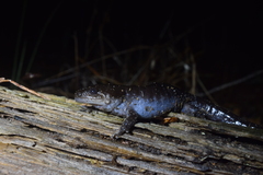 Ambystoma talpoideum