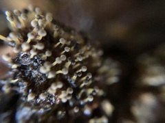 Physarum globuliferum