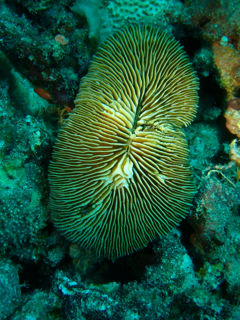 Elongate Mushroom Coral