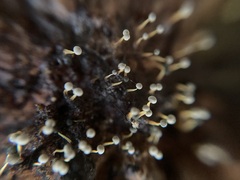 Physarum globuliferum