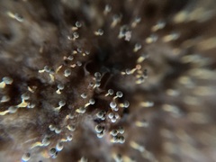 Physarum globuliferum