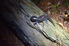 Ambystoma talpoideum
