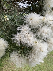 Melaleuca linariifolia
