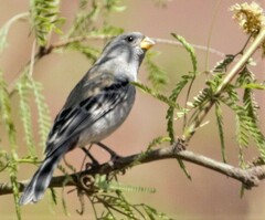 Catamenia analis