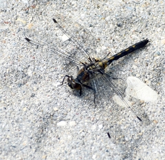 Leucorrhinia proxima