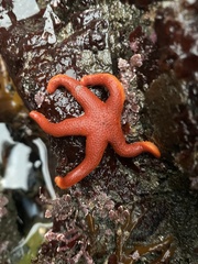 Henricia