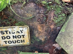 Physarum globuliferum