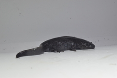 Ambystoma talpoideum