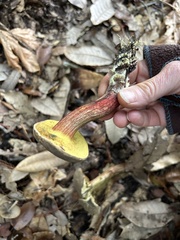 Xerocomellus mendocinensis