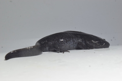Ambystoma talpoideum