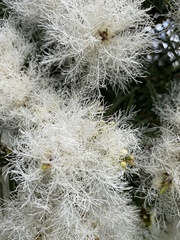 Melaleuca linariifolia