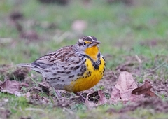 Western Meadowlark photo 2