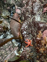 Henricia