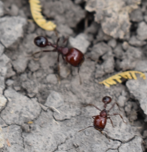 Pogonomyrmex coarctatus