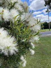 Melaleuca linariifolia