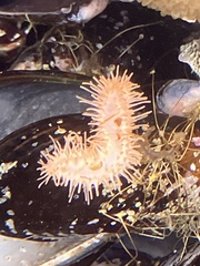 Eupentacta quinquesemita