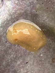 Cadlina modesta