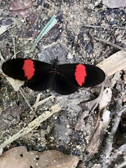 Heliconius melpomene