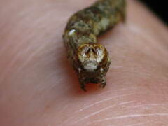 Ectropis crepuscularia