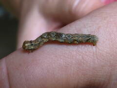 Ectropis crepuscularia