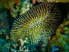Ctenactis