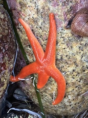 Henricia