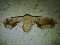 Bombycidae