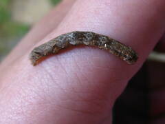 Ectropis crepuscularia