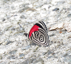 Diaethria clymena