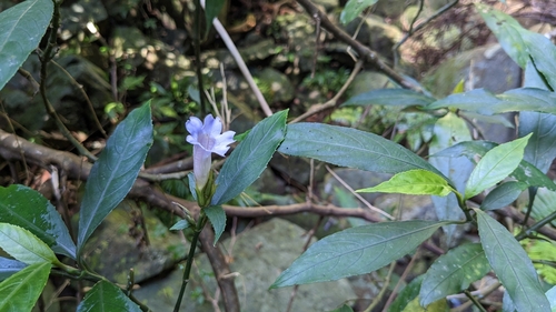Strobilanthes longespicata