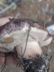 Tylopilus indecisus