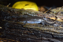 Ambystoma talpoideum