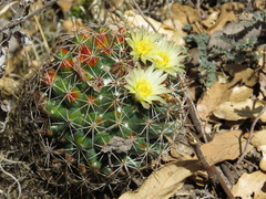 Coryphantha clavata clavata