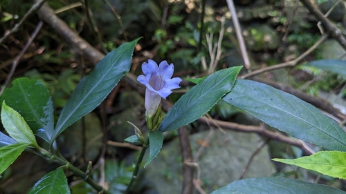 Strobilanthes longespicata, photograph 1