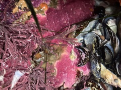 Stylantheca papillosa