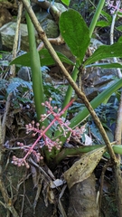 Medinilla formosana