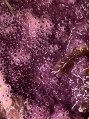 Stylantheca papillosa